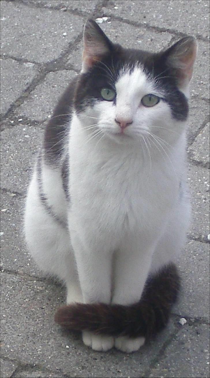 Huskat Pjevs billede 14