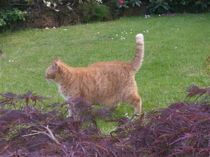 Blanding af racer Tykke*DØD* - nå der var du lille Fjoller billede 18