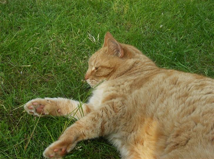 Blanding af racer Tykke*DØD* - nå nu kan jeg godt ligge mig ned og tag en på øjet billede 19