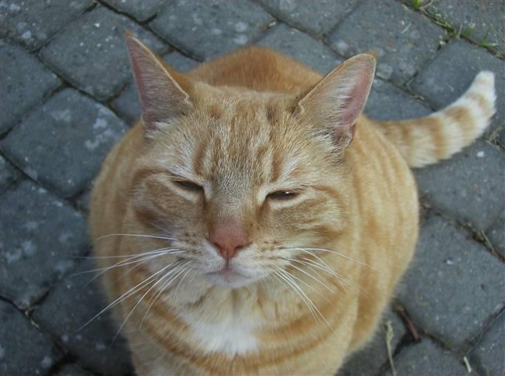 Blanding af racer Tykke*DØD* - nå det var dig hehe billede 20