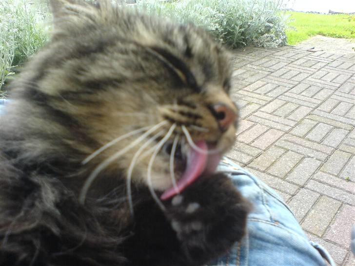 Norsk Skovkat Kissar billede 2