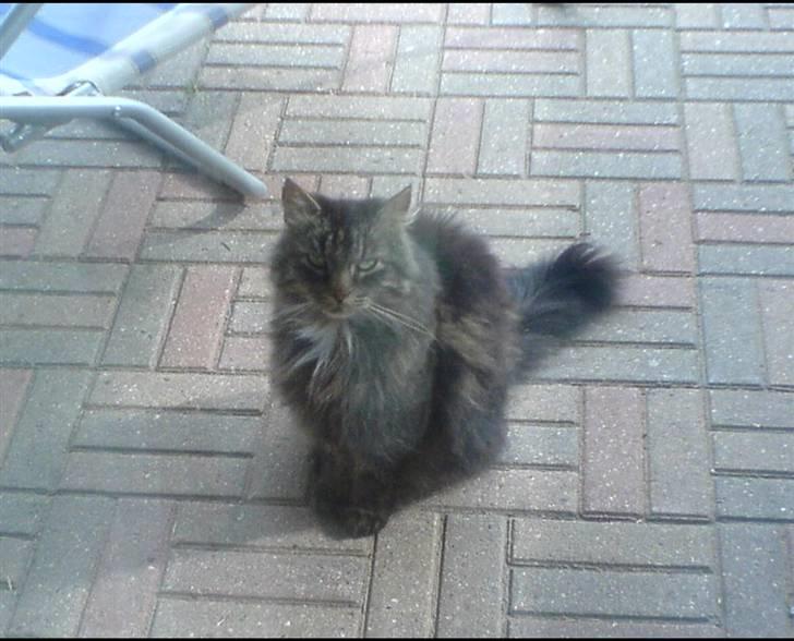 Norsk Skovkat Kissar billede 3