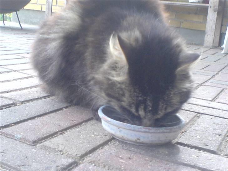 Norsk Skovkat Kissar billede 4