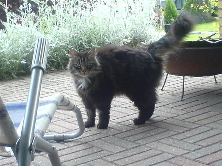 Norsk Skovkat Kissar billede 5