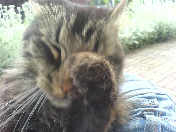 Norsk Skovkat Kissar billede 6