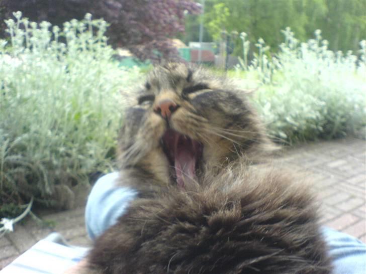 Norsk Skovkat Kissar billede 7