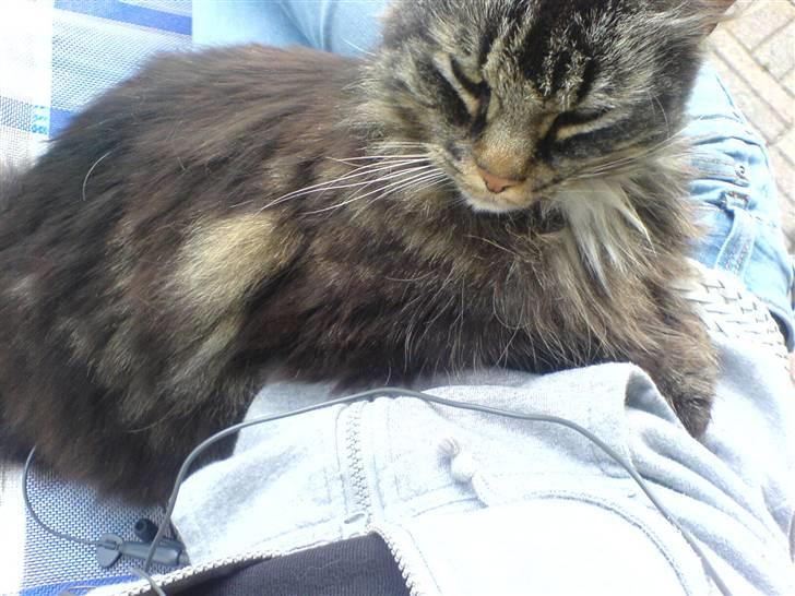 Norsk Skovkat Kissar billede 9