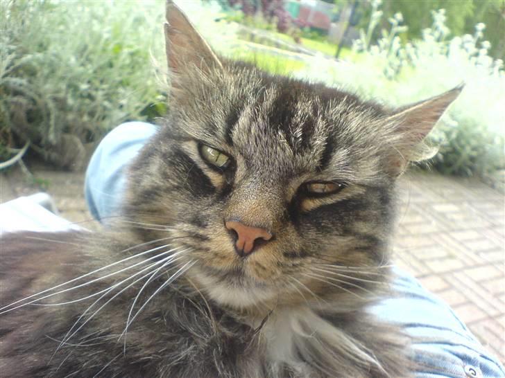 Norsk Skovkat Kissar billede 10