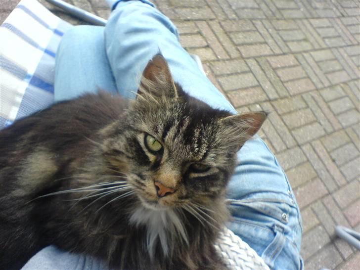 Norsk Skovkat Kissar billede 11