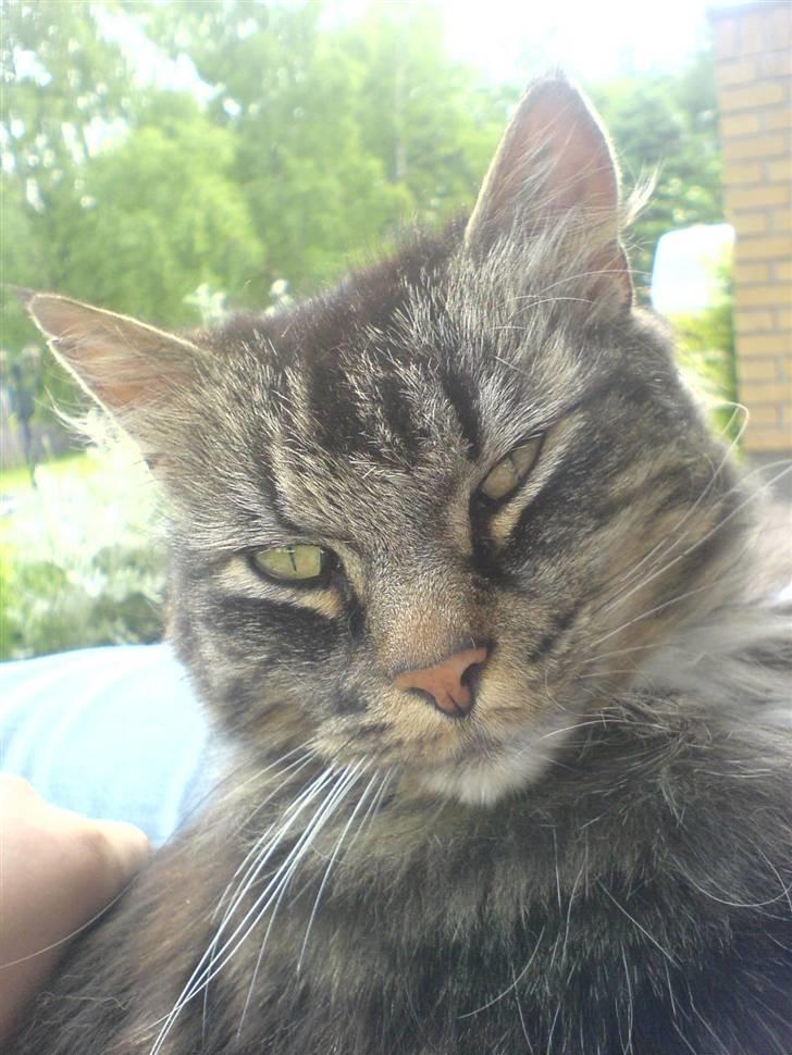 Norsk Skovkat Kissar billede 12