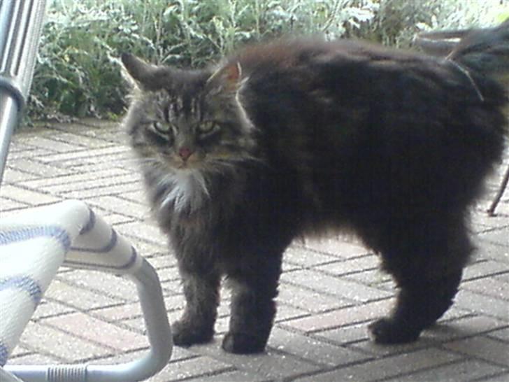 Norsk Skovkat Kissar billede 13