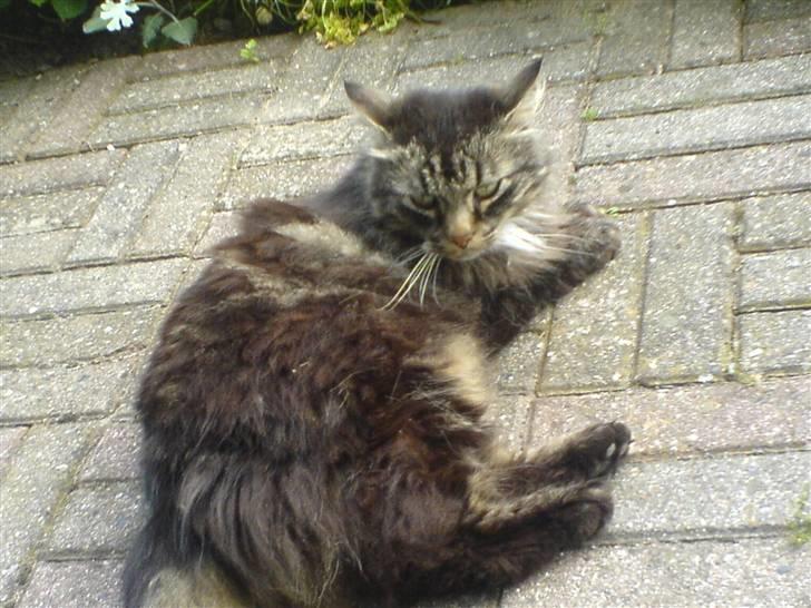 Norsk Skovkat Kissar billede 15