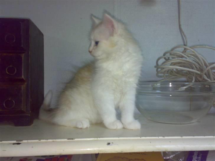 Maine Coon artur - 9 uger gammel billede 18