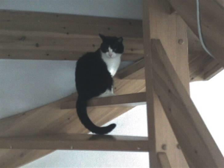 Blanding af racer TIGO billede 14