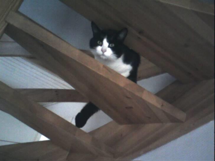 Blanding af racer TIGO billede 15