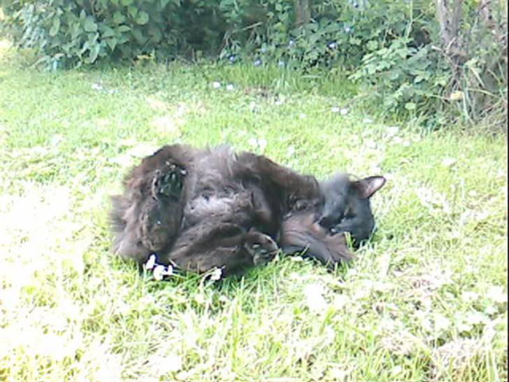 Blanding af racer Mr. Missy billede 11