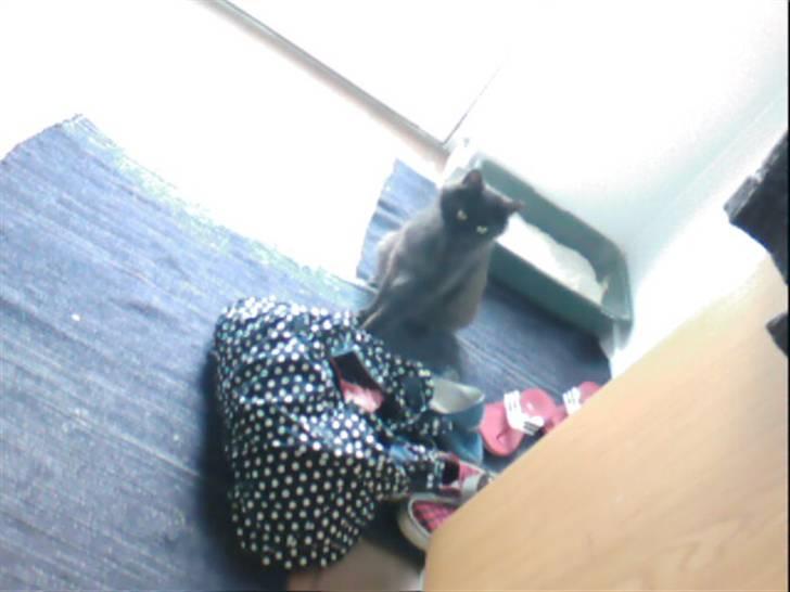 Blanding af racer Mr. Missy billede 12