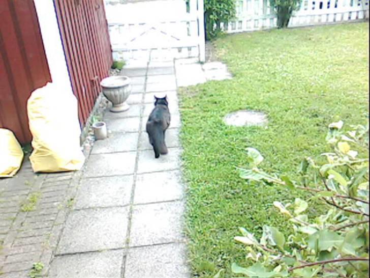 Blanding af racer Mr. Missy billede 13