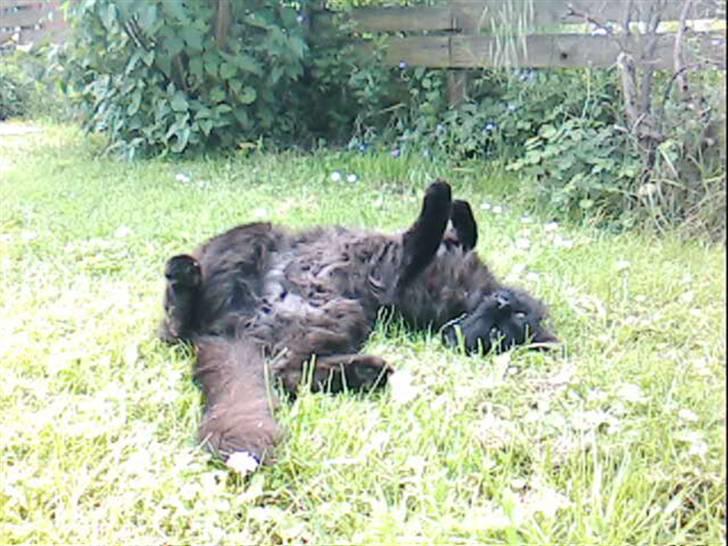 Blanding af racer Mr. Missy billede 14