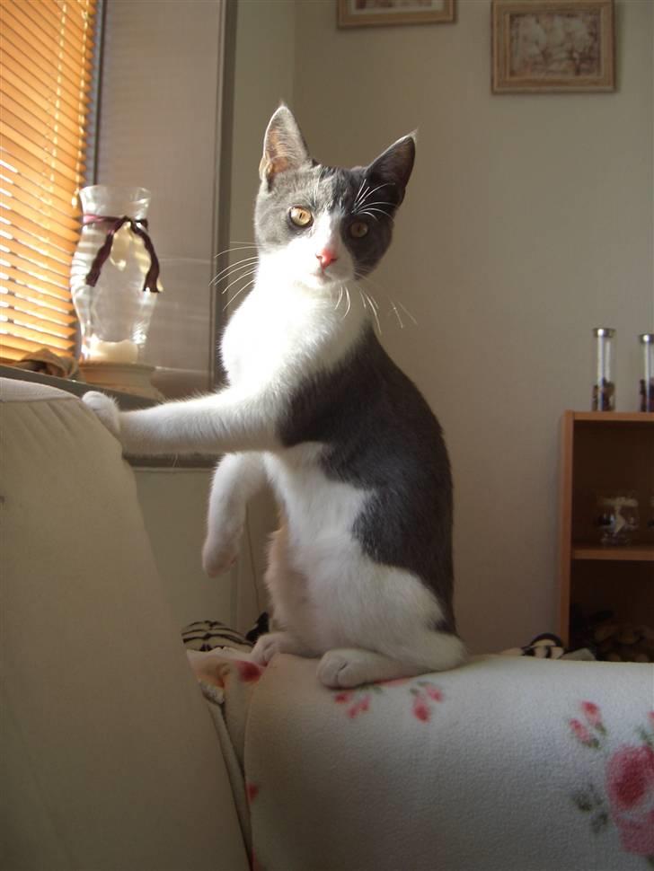 Blanding af racer Smylie.  billede 1