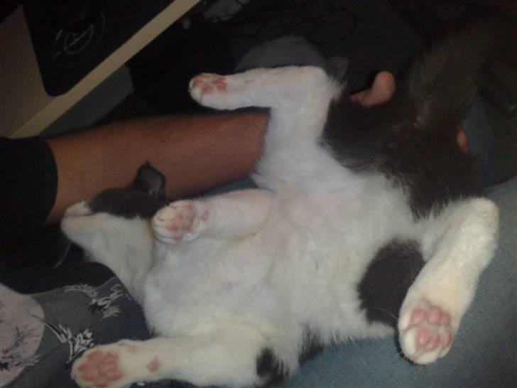 Blanding af racer Smylie.  billede 2