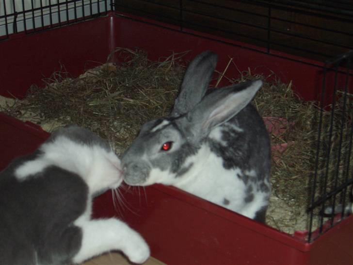 Blanding af racer Smylie.  billede 3