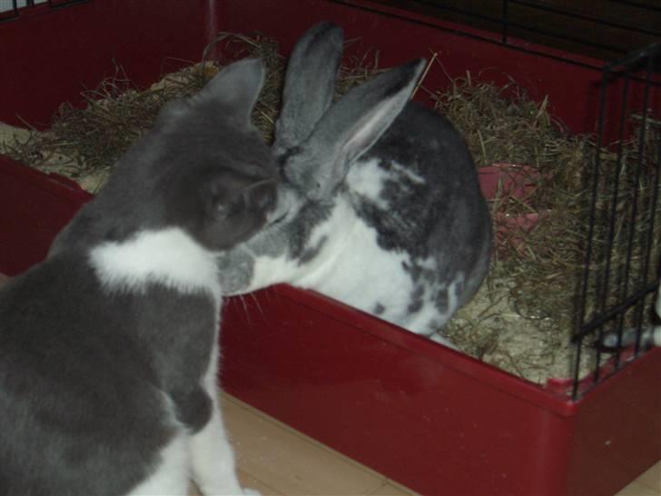 Blanding af racer Smylie.  billede 4