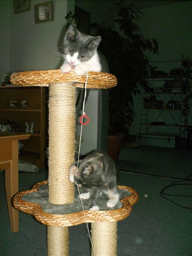 Blanding af racer Smylie.  billede 5