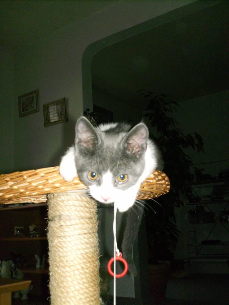 Blanding af racer Smylie.  billede 6