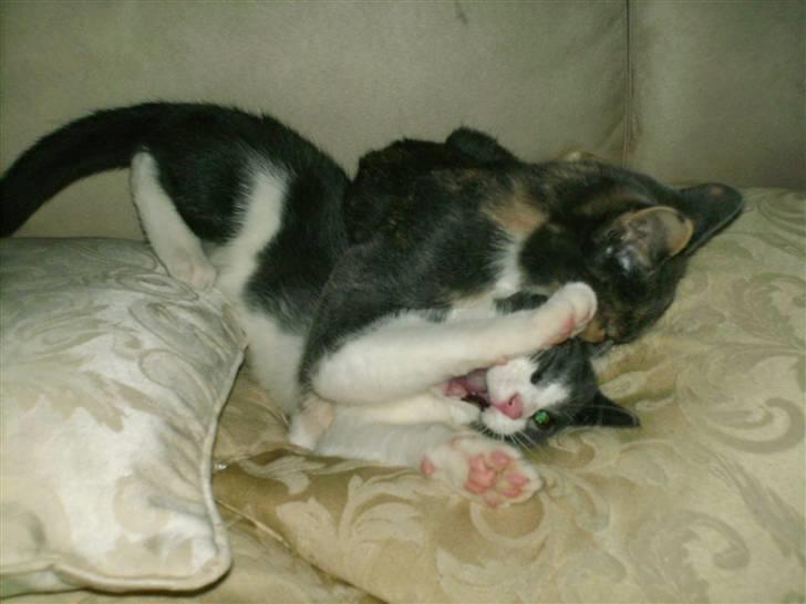 Blanding af racer Smylie.  billede 7