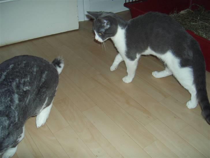 Blanding af racer Smylie.  billede 8