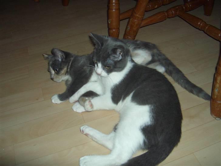 Blanding af racer Smylie.  billede 9