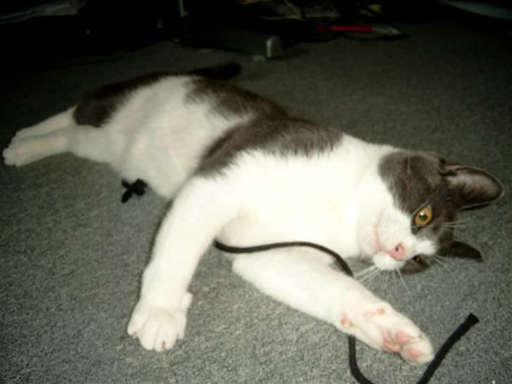 Blanding af racer Smylie.  billede 10