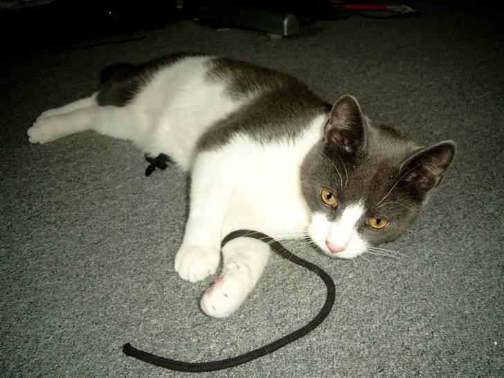 Blanding af racer Smylie.  billede 11