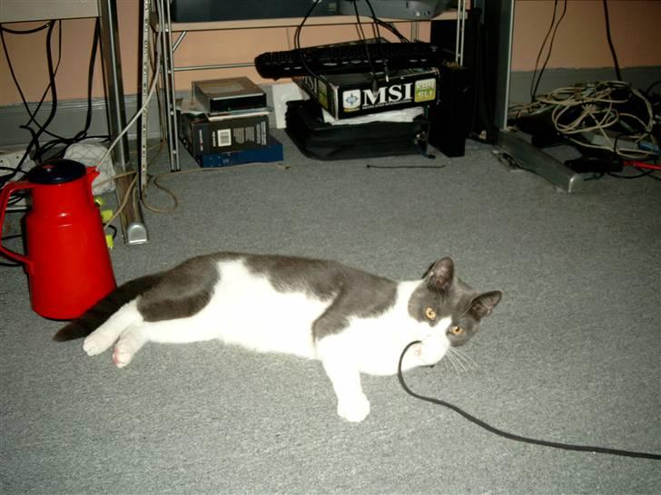 Blanding af racer Smylie.  billede 12