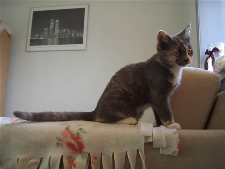 Blanding af racer Smilla billede 1