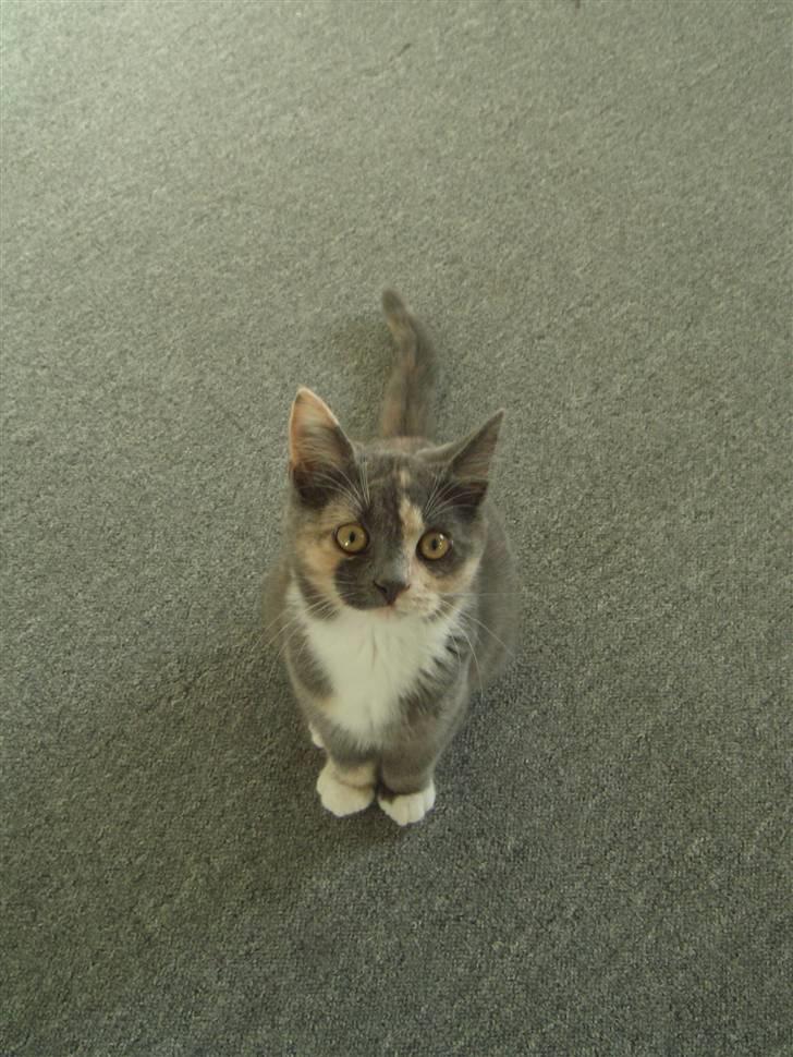 Blanding af racer Smilla billede 2