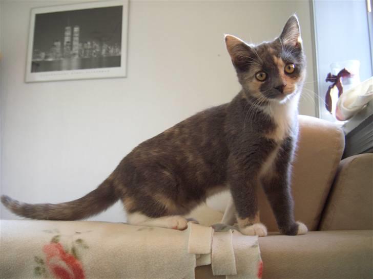 Blanding af racer Smilla billede 3