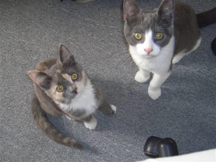 Blanding af racer Smilla billede 4