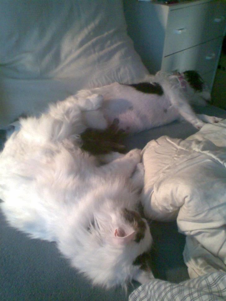 Norsk Skovkat Gismo - Alene på jord var den lille Kat-hund :) billede 14