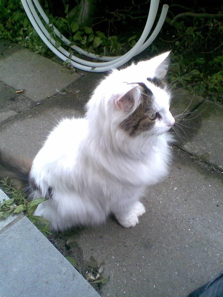 Norsk Skovkat Gismo - Her sidder jeg lige på vagt udenfor!  billede 15