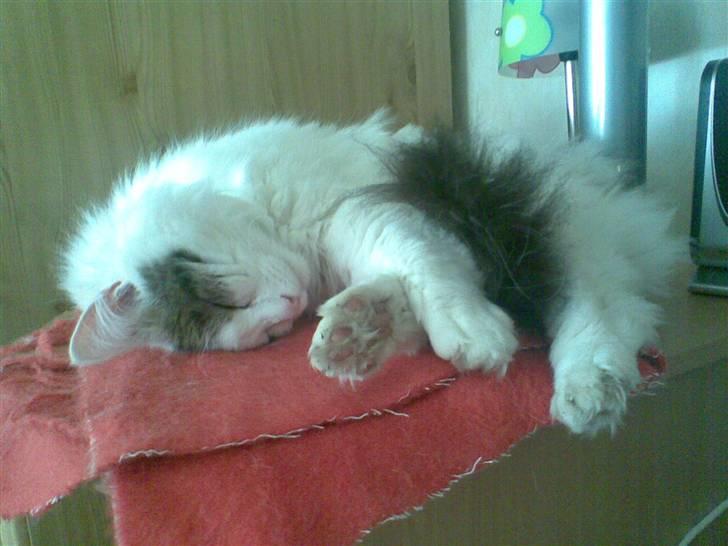 Norsk Skovkat Gismo - Snoooork! billede 16