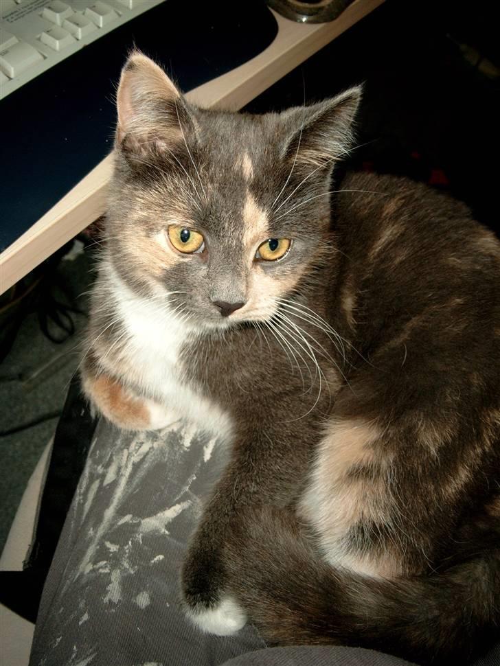 Blanding af racer Smilla billede 5