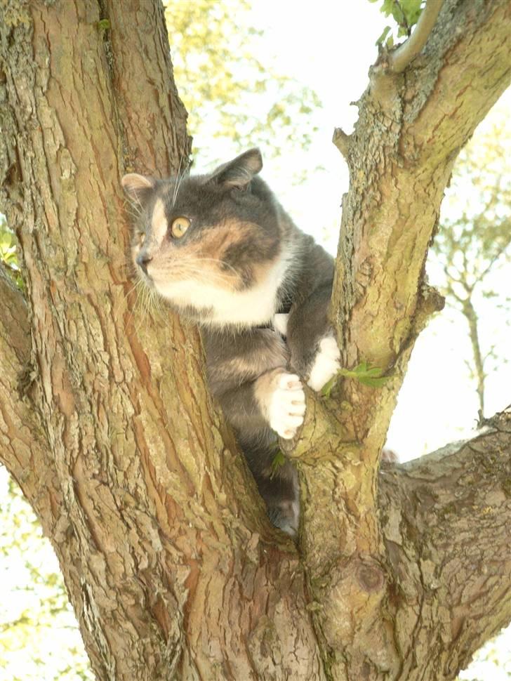 Blanding af racer Smilla billede 6