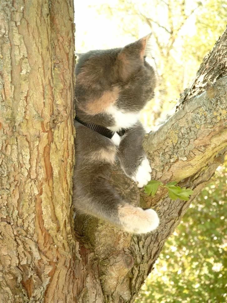 Blanding af racer Smilla billede 7