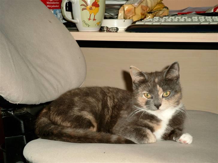 Blanding af racer Smilla billede 8