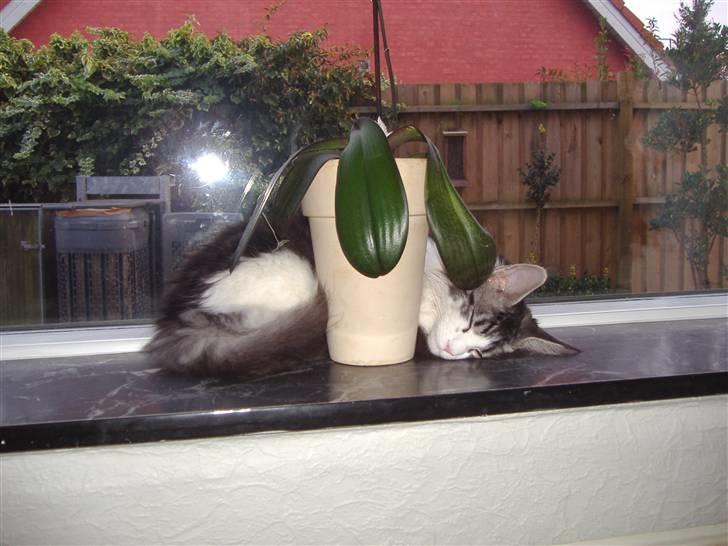 Maine Coon Coon Danica's Sex Bomb  - Sex Bomb, 5,5 mdr billede 9