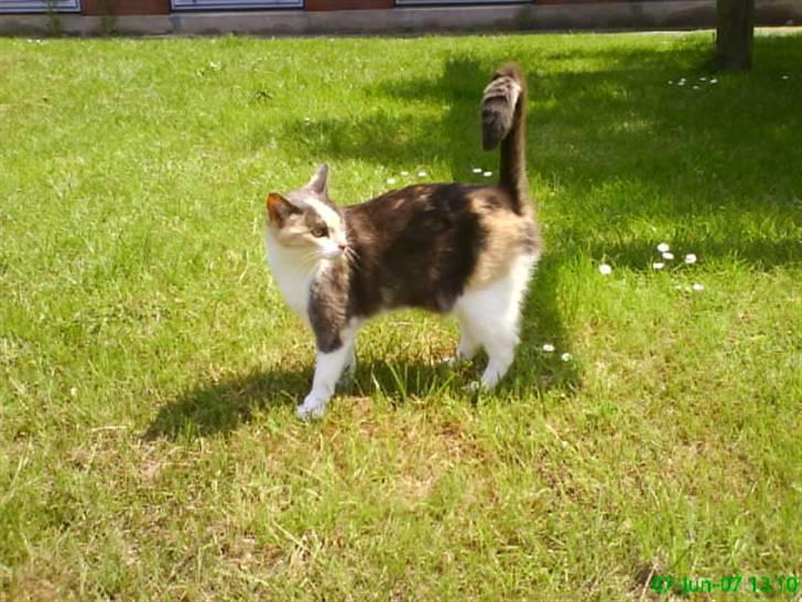 Huskat Maja <33 ;b billede 7