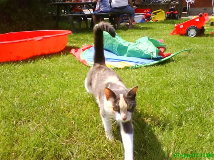 Huskat Maja <33 ;b billede 8