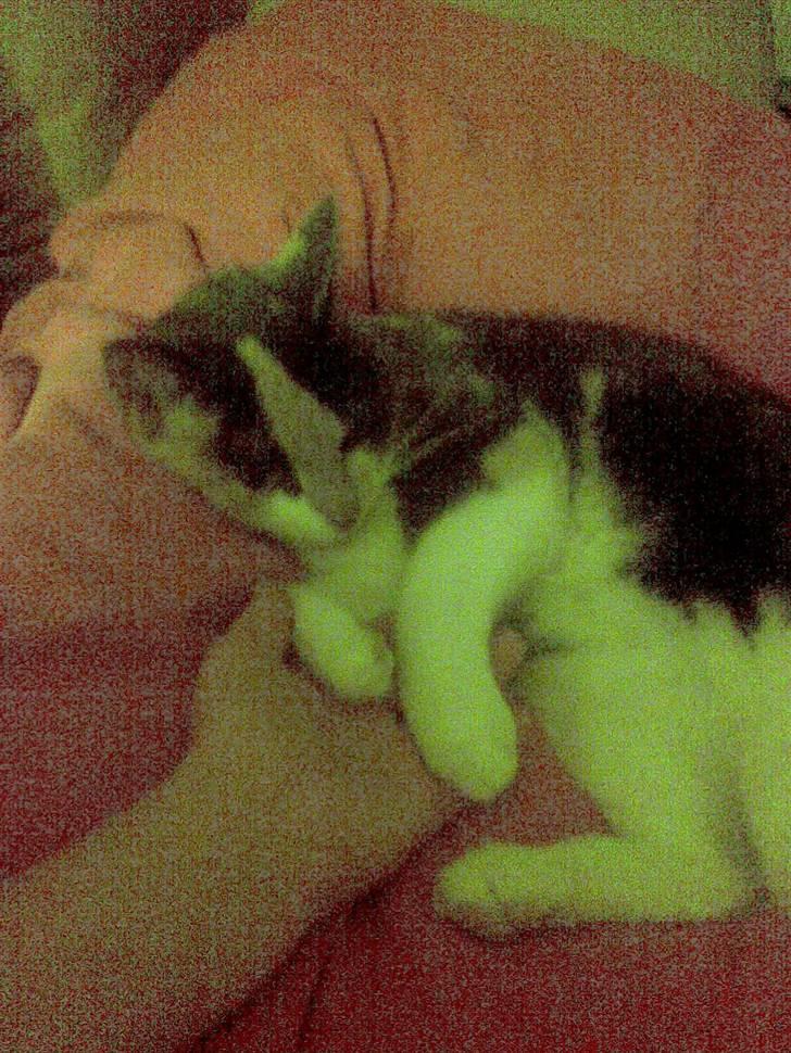 Huskat Maja <33 ;b billede 9